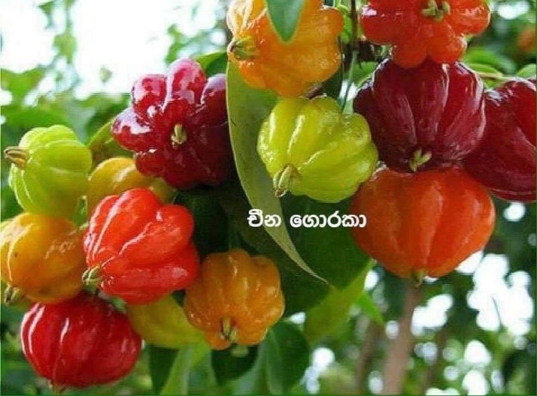 Native rare Healthy wild Fruits in