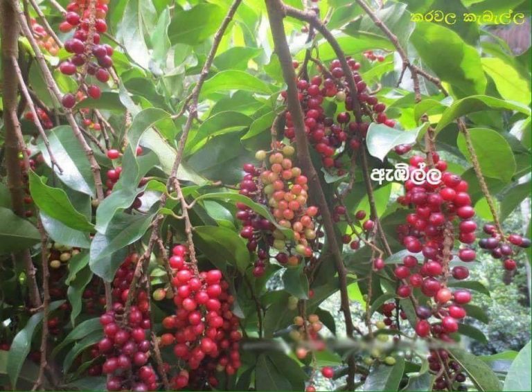 Native rare Healthy wild Fruits in Sri Lanka Back to Nature