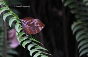 Sri Lanka Blue Oak Leaf (Endemic)