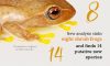 New analysis sinks eight shrub frogs but finds 14 putative new species