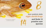 New analysis sinks eight shrub frogs but finds 14 putative new species