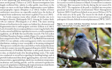 Breeding biology of the endemic Dull-blue Flycatcher Eumyias sordidus in Sri Lanka