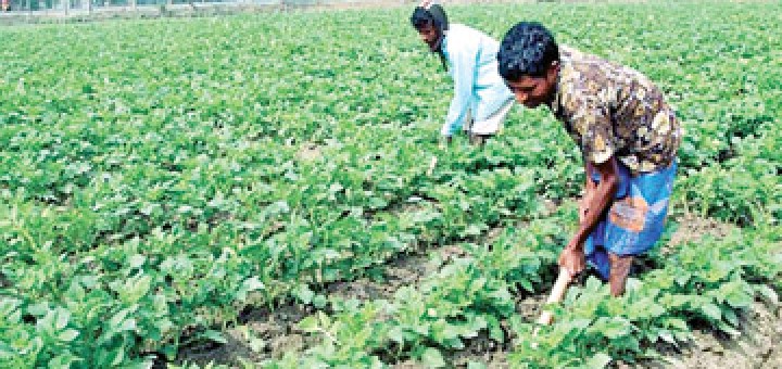 Vegetable cultivation up country