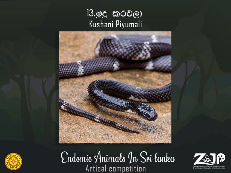 මුදු කරවලා, Ceylon krait – ZSJP